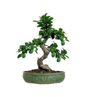Ficus microcarpa